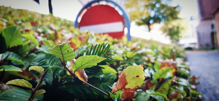 leaf