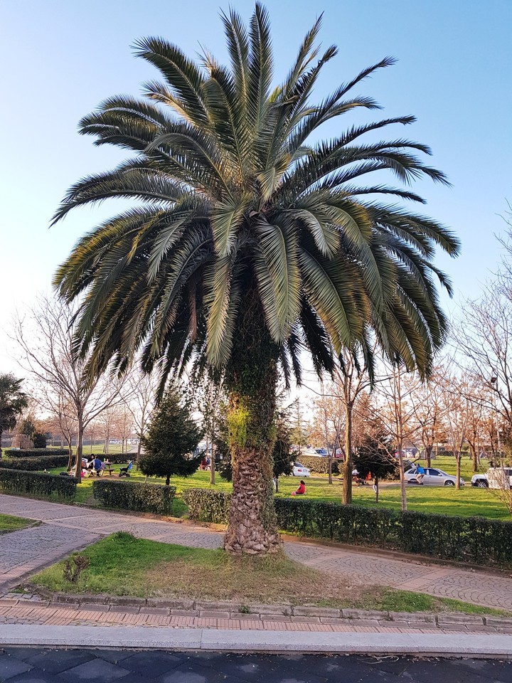 Ağaç, Tree