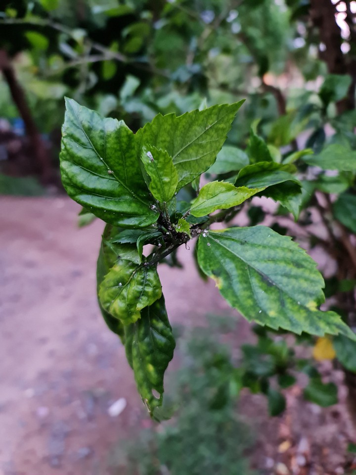leaves Nature