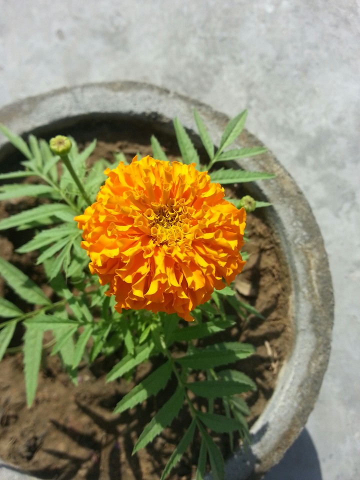Marigold re focused