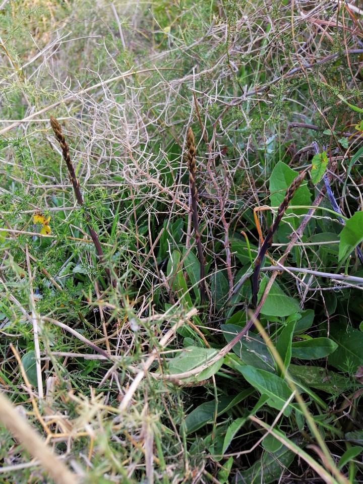 Asparagi selvatici