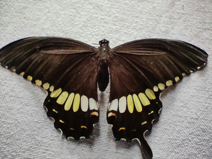butterfly