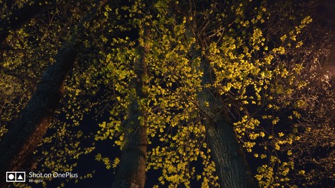 Spring night