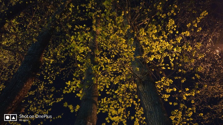 Spring night