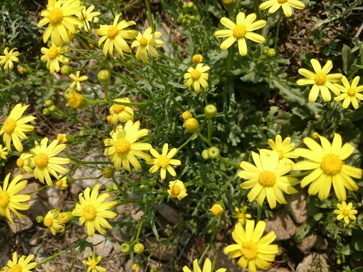 گل های وحشی