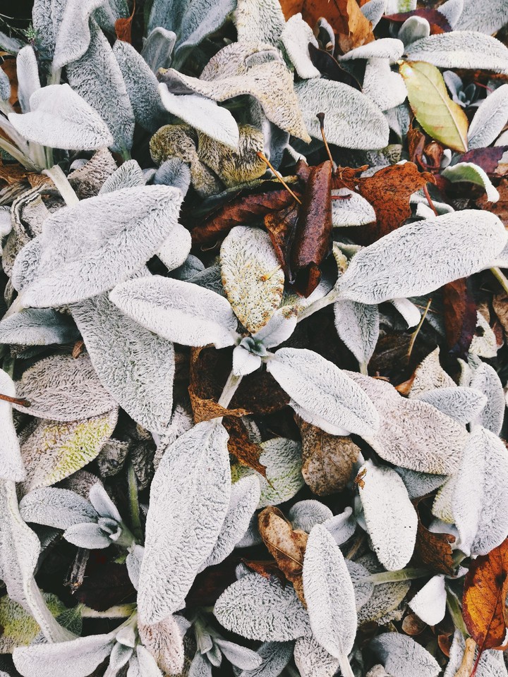 Incoming Fall