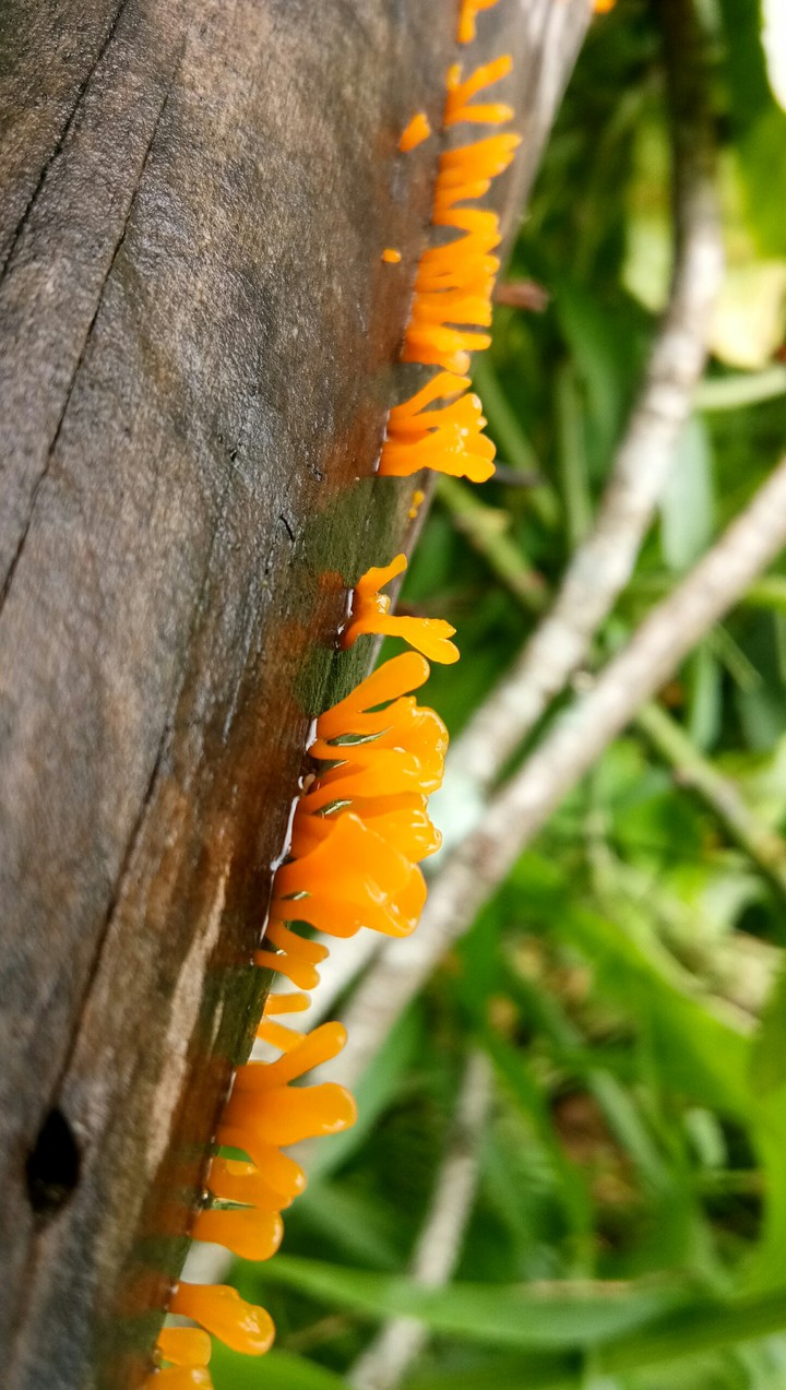 fungi