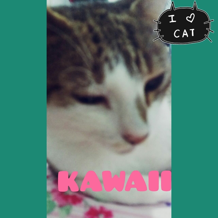 Meow 