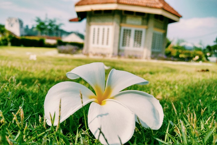 Flower