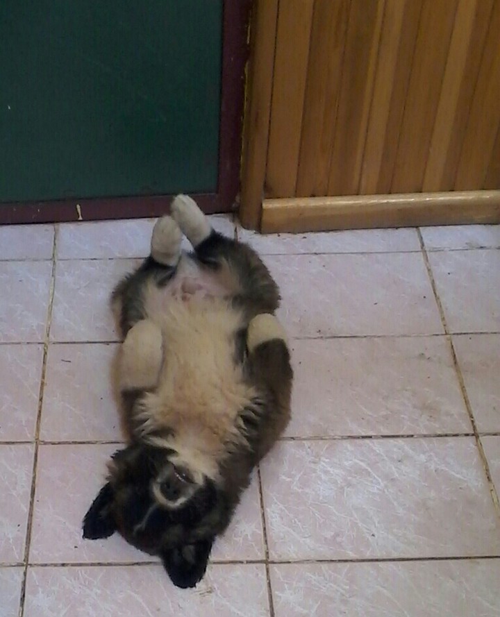 Loit
