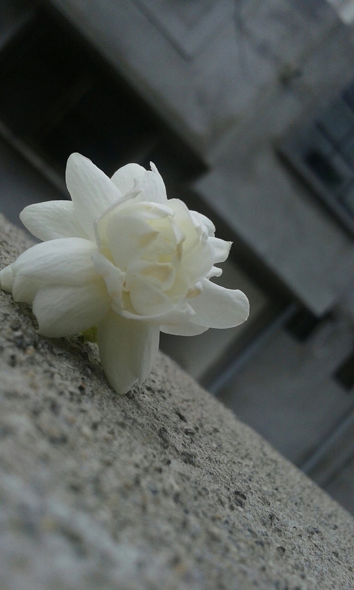 MOGRA FLOWER