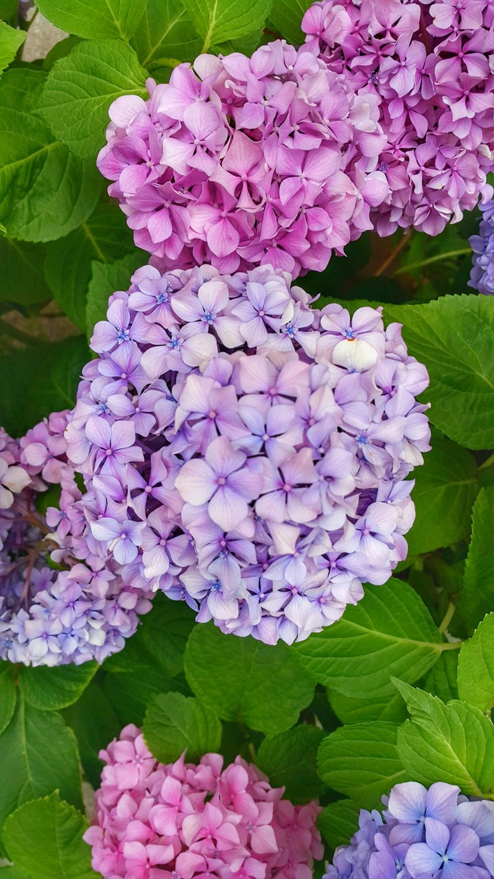 Flowers