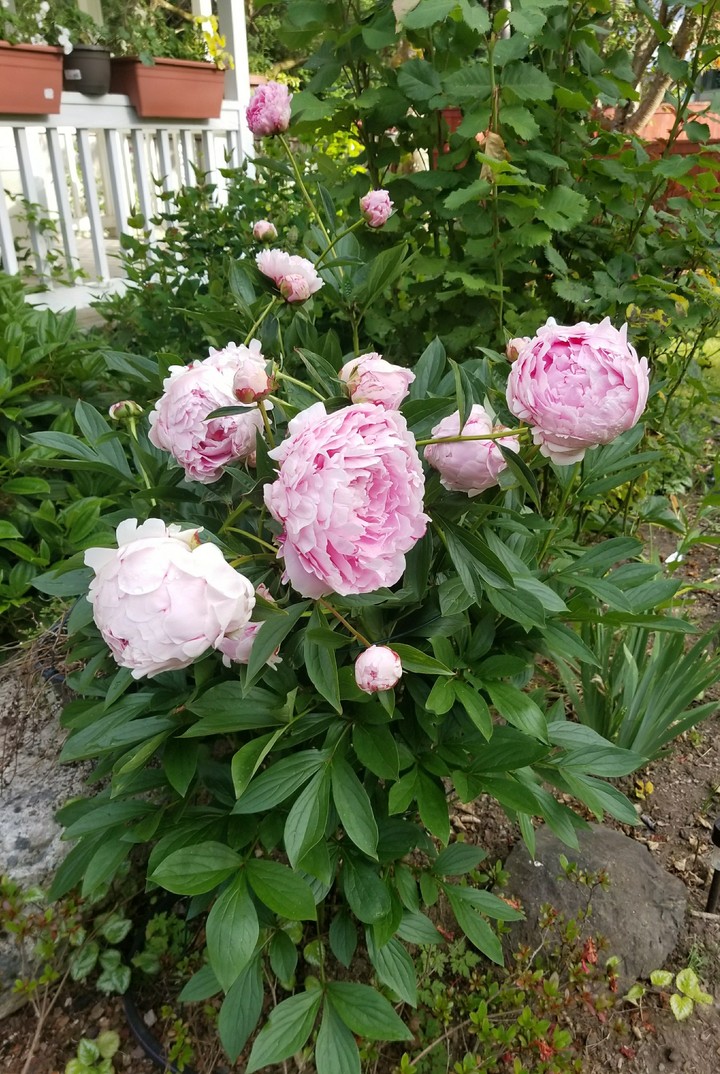 peonies 2017