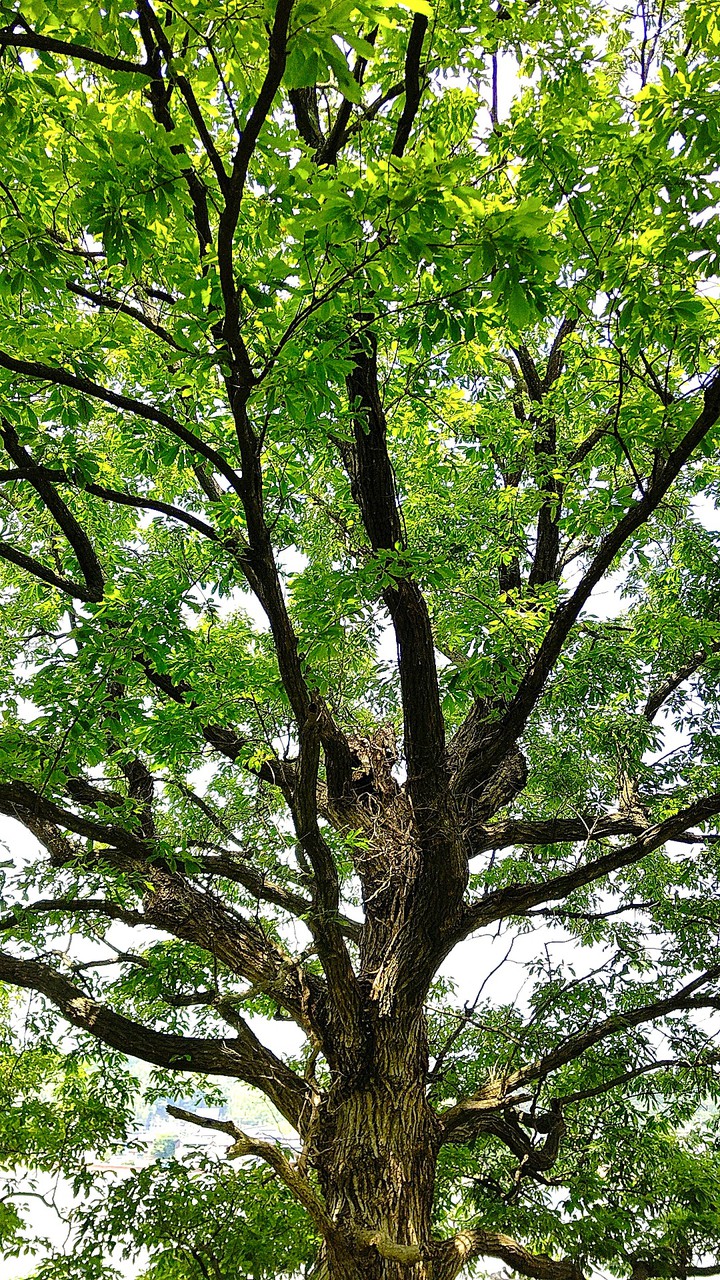 The tree tells