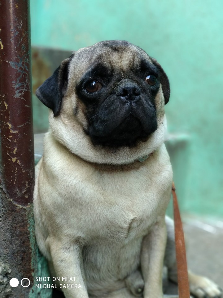 pug