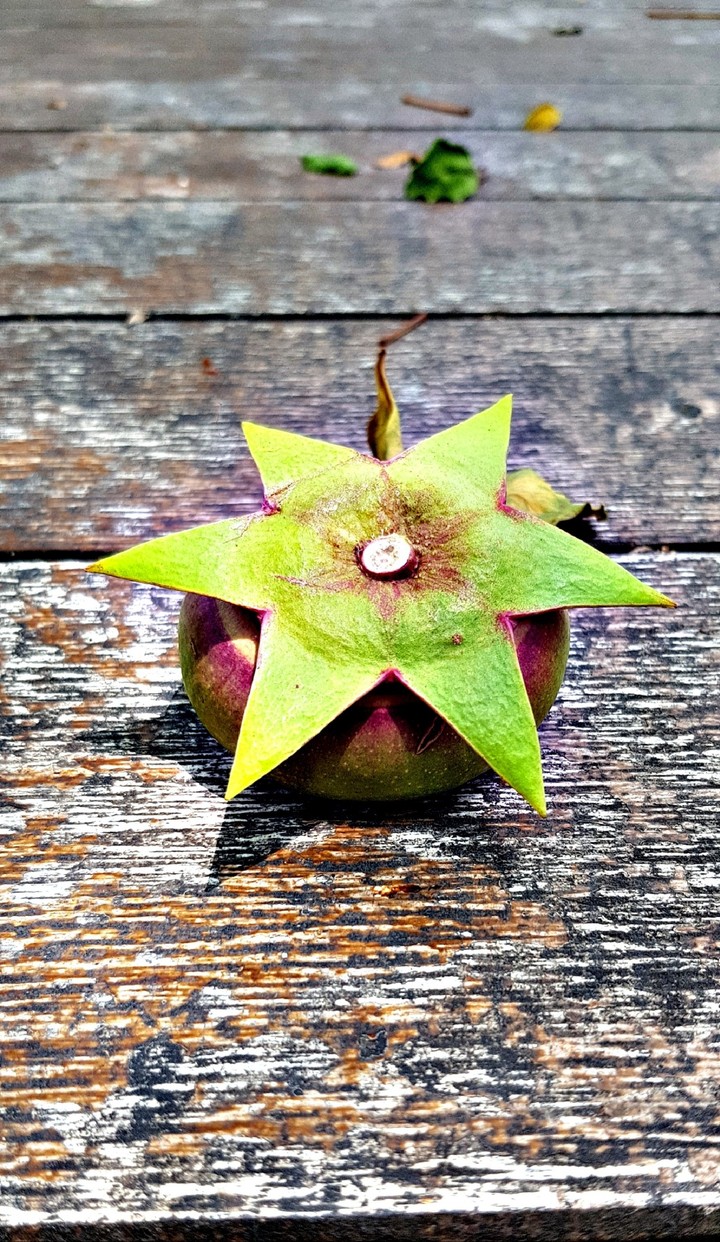 plant
