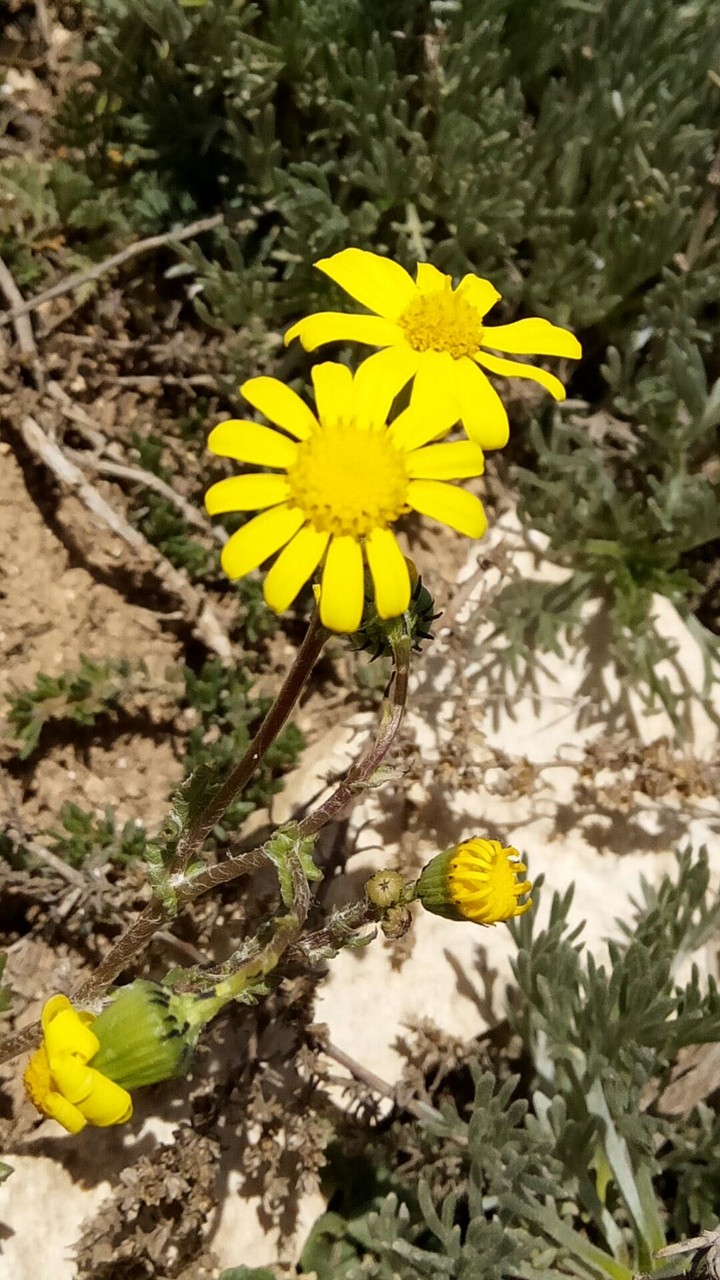 fleur