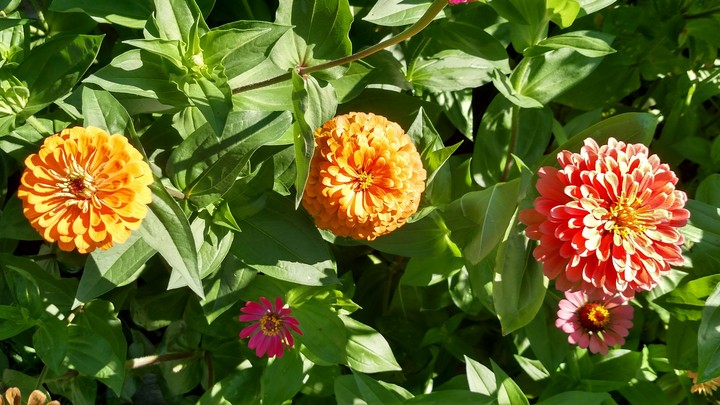 Zinnias