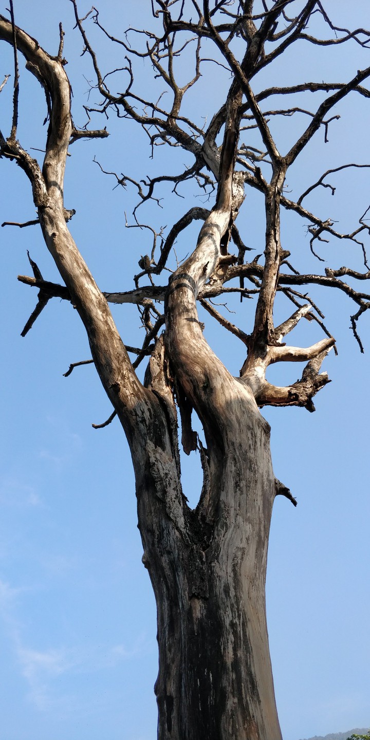 Leafless