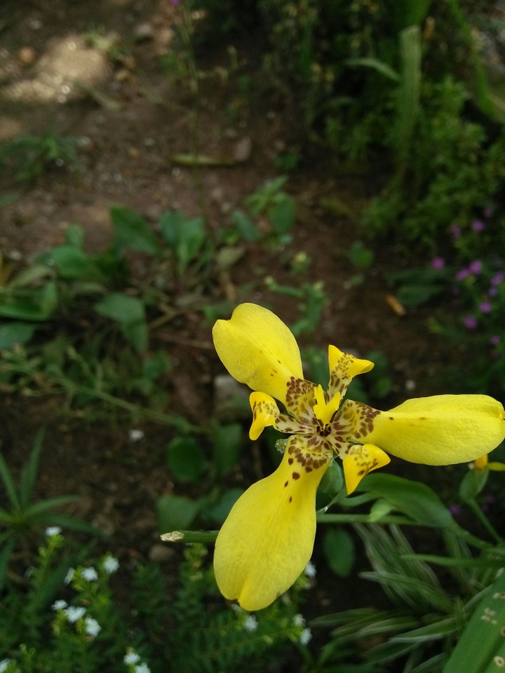 flower