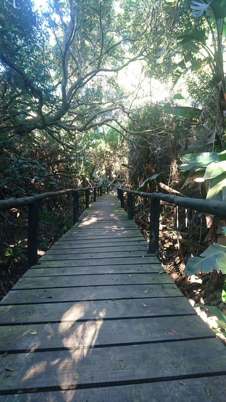 Dark board walk