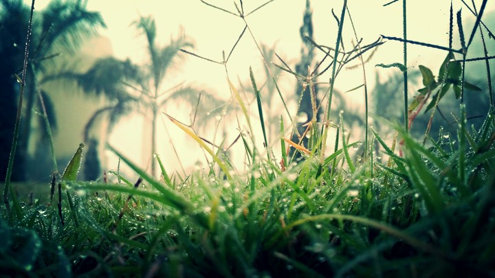 morning grass
