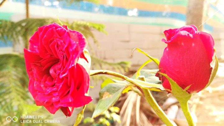 rose