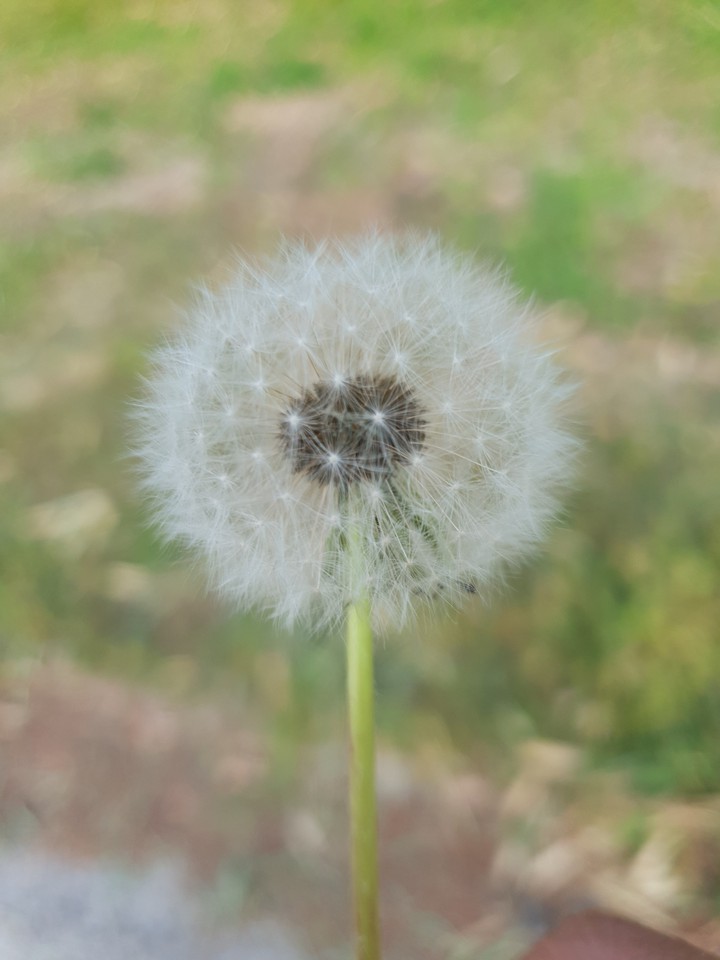 민들레