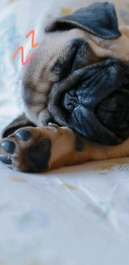 dogs life