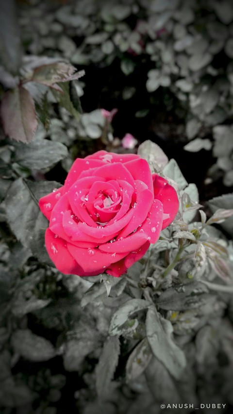 pink, floribunda壁纸
