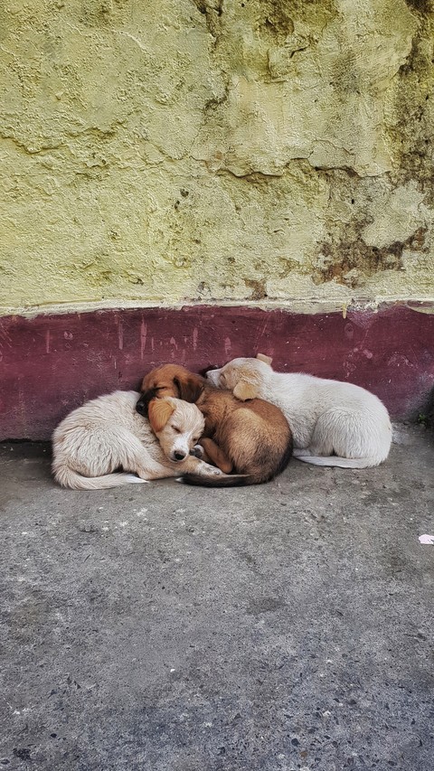 Three Musketeers