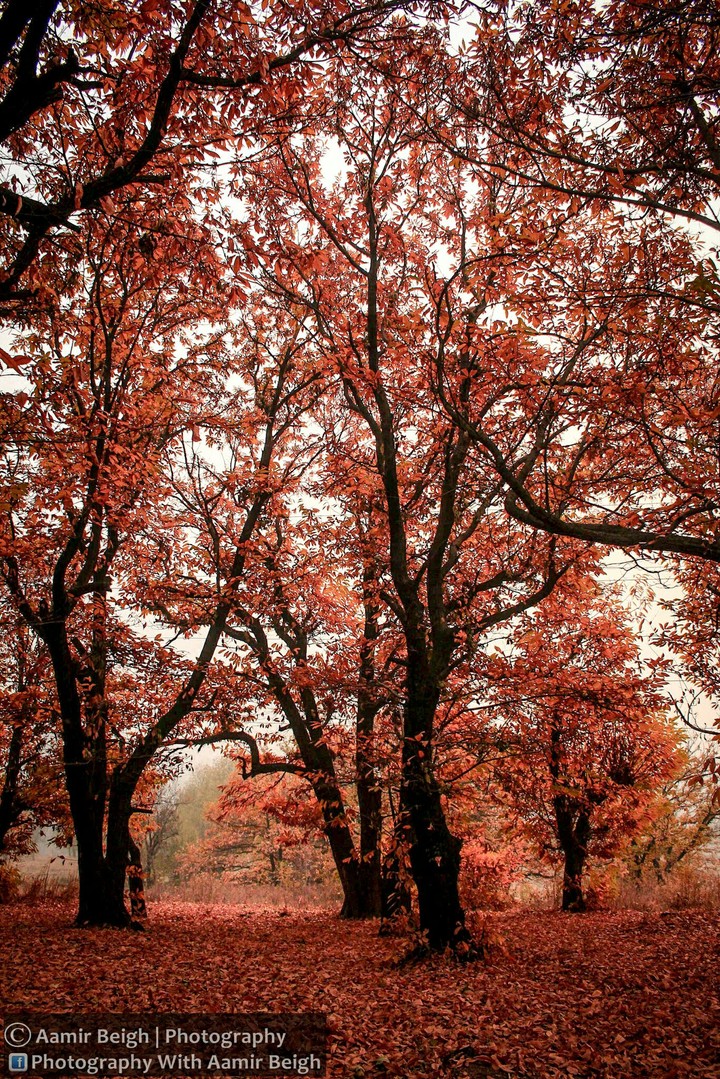 Autumn in Srinagar, Jammu and kashmir