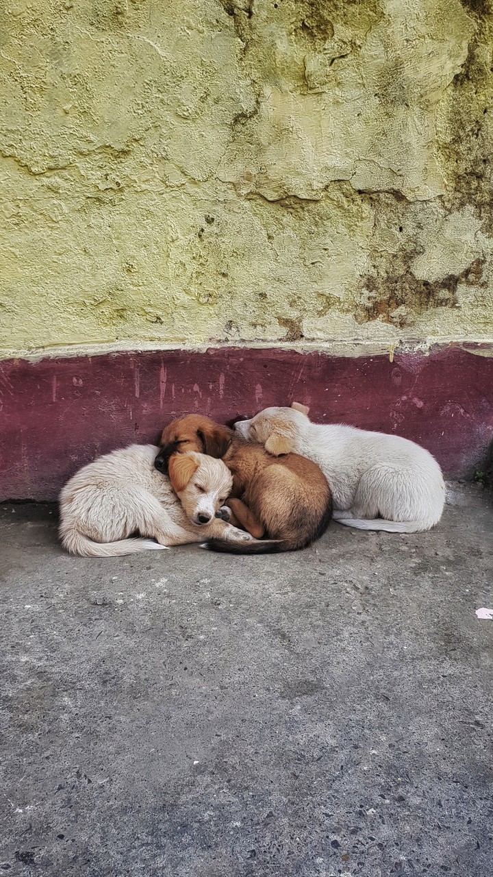Three Musketeers