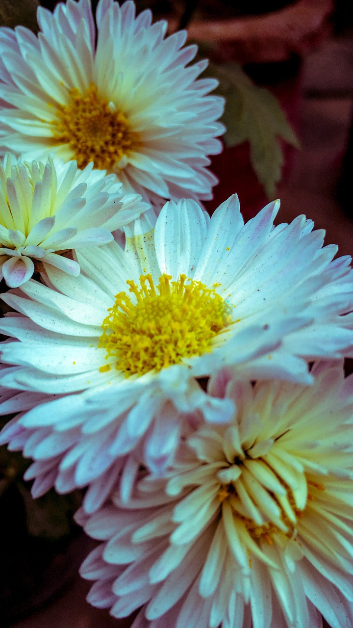 Blooming