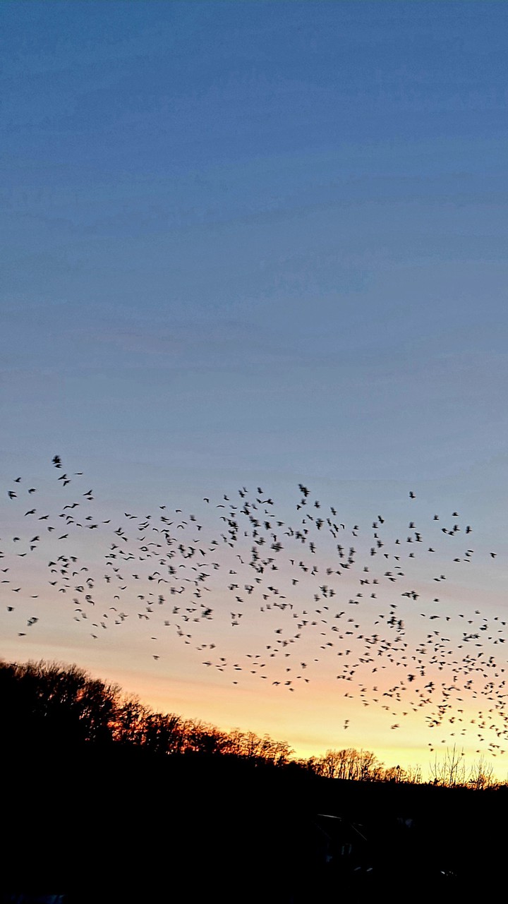 birds