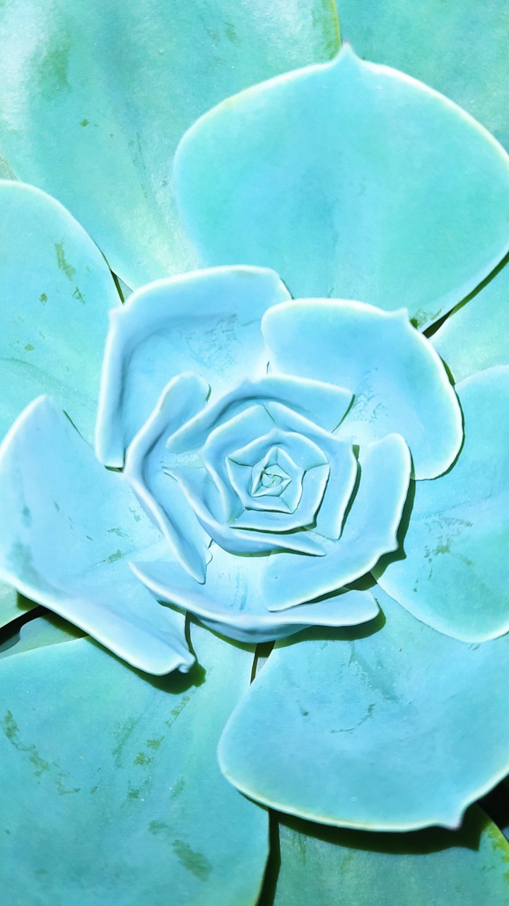 Echeveria Imbricata