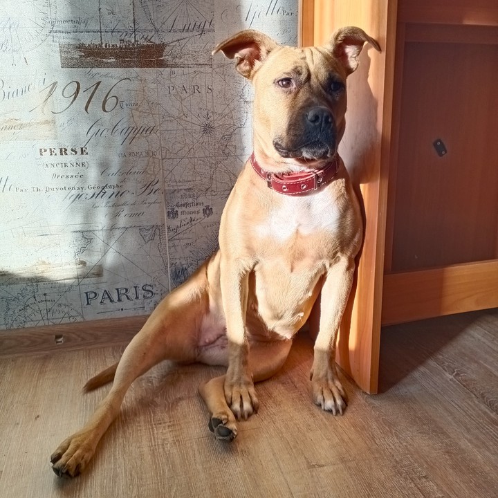 Dog