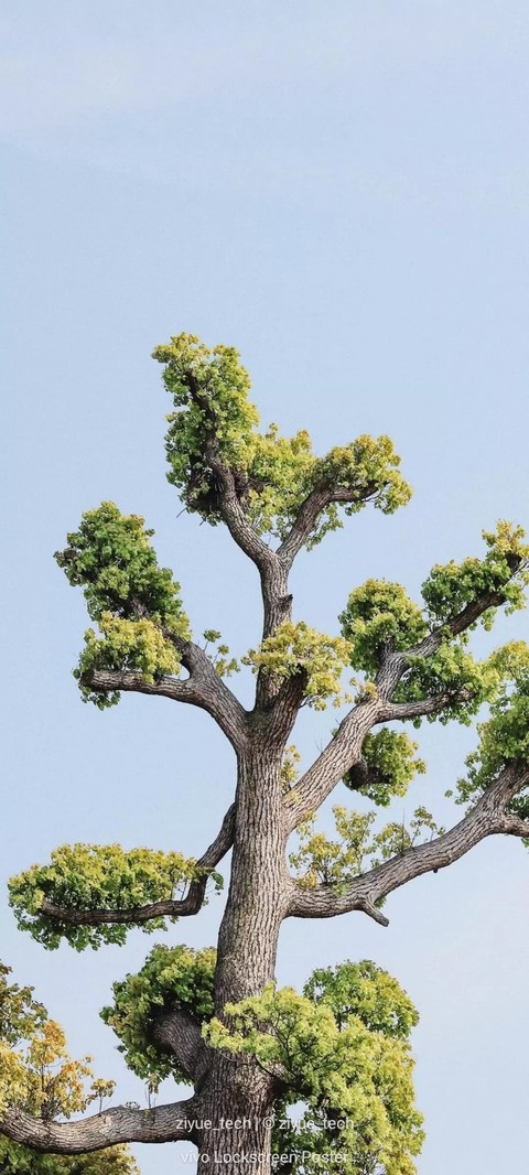 branch, trunk háttérképek