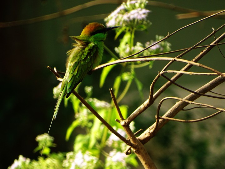 Sweet Bird.