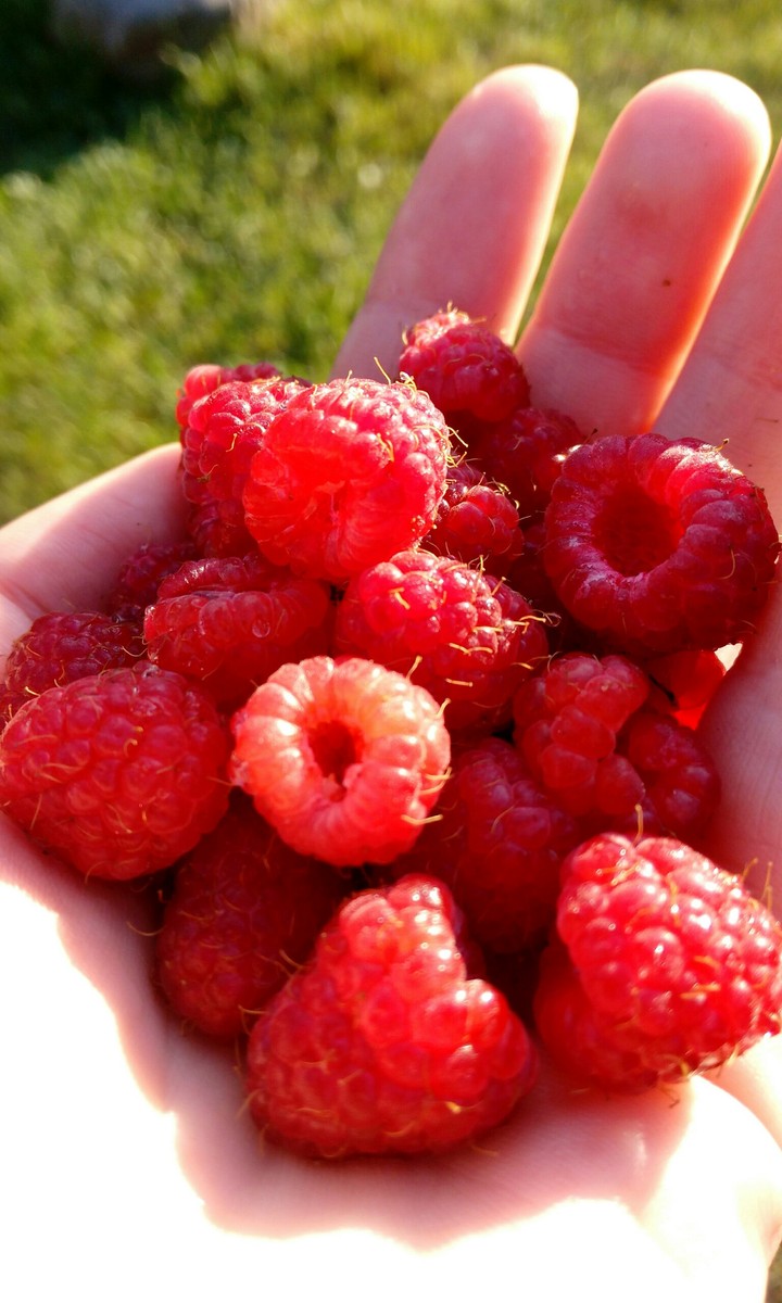 Raspberries