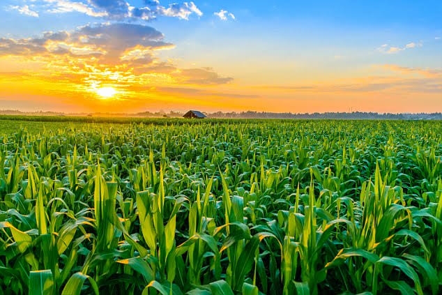 cornfield 