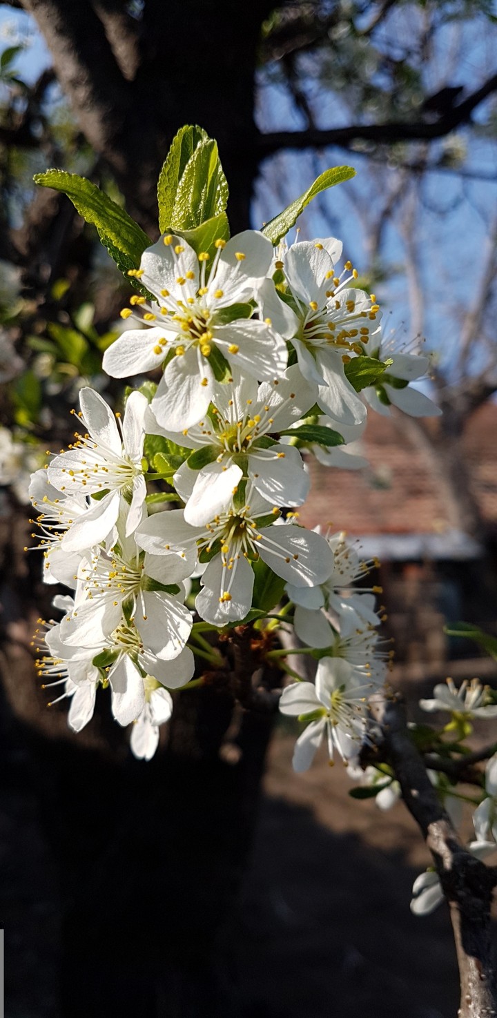 spring blossom