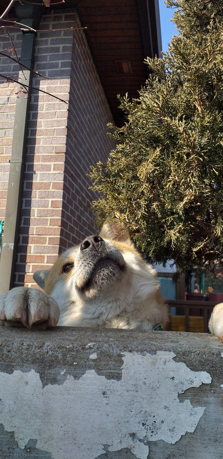 dog