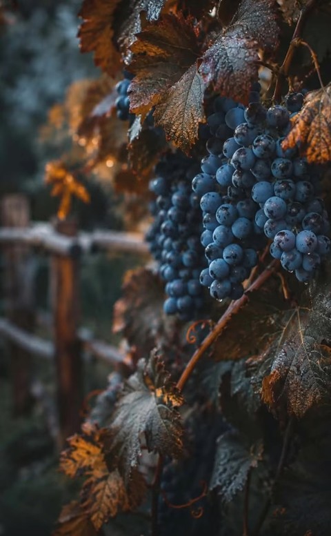 fruit, wood壁紙
