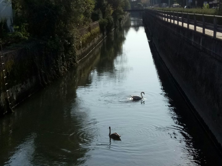 la pace dei cigni