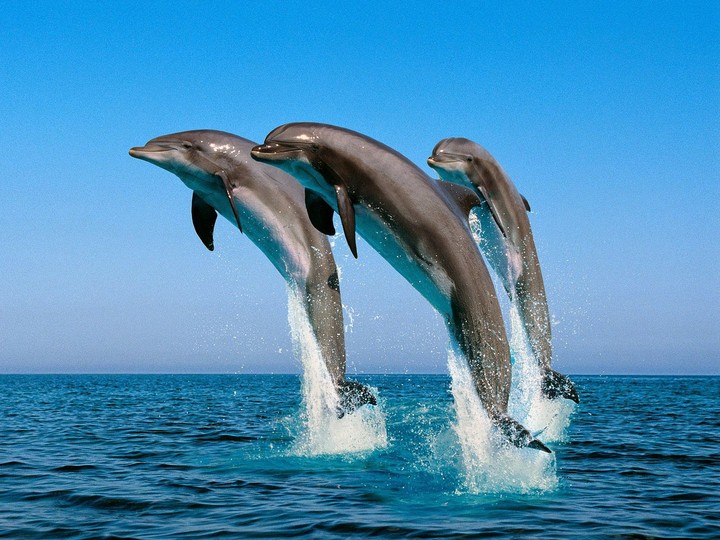 dolphin