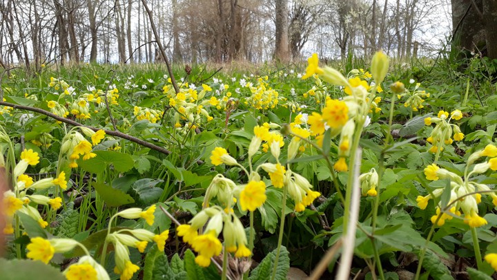 Spring