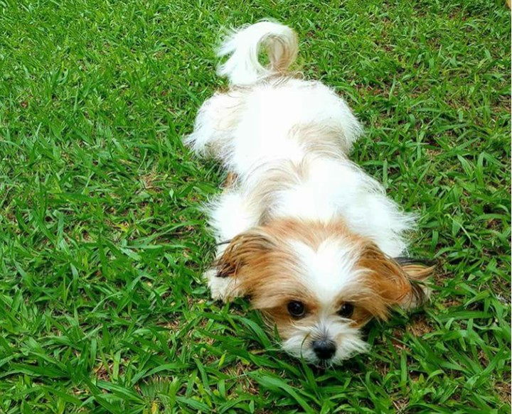 My Lily pet