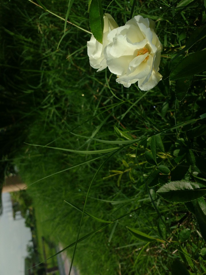 Sun white rose