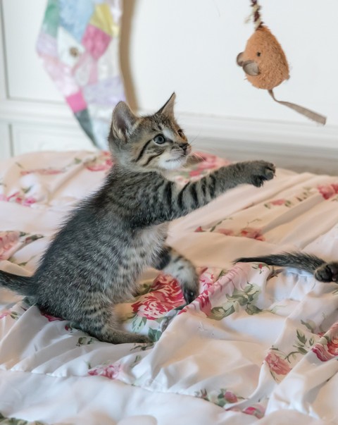 sfondi textile, cat